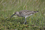 whimbrel