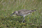 whimbrel