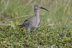 whimbrel