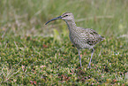 whimbrel