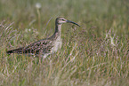 whimbrel