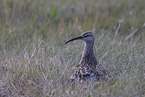 whimbrel