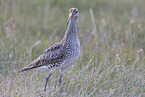 whimbrel