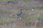 whimbrel