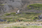 whimbrel