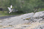 whimbrel