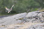 whimbrel