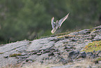 whimbrel