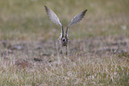 whimbrel