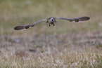 whimbrel