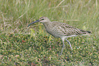 whimbrel