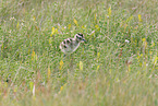 whimbrel