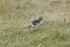 whimbrel