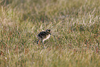 whimbrel