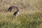 whimbrel