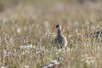 whimbrel