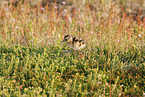 whimbrel