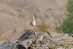 whimbrel