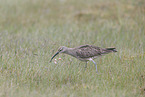 whimbrel