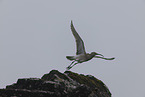 whimbrel