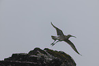 whimbrel