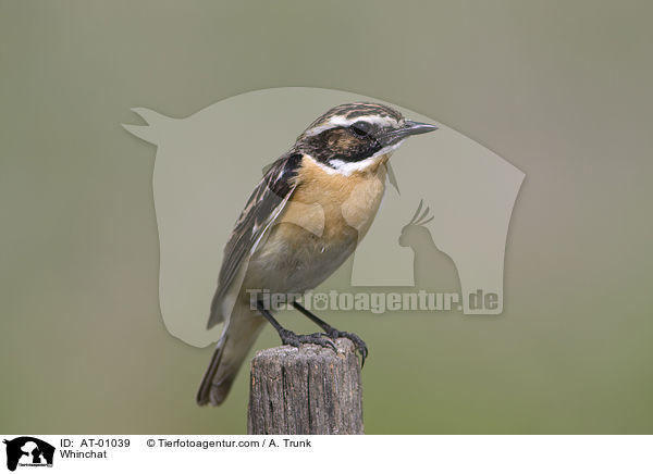 Whinchat / AT-01039