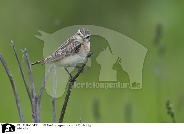 Braunkehlchen / whinchat / THA-05431