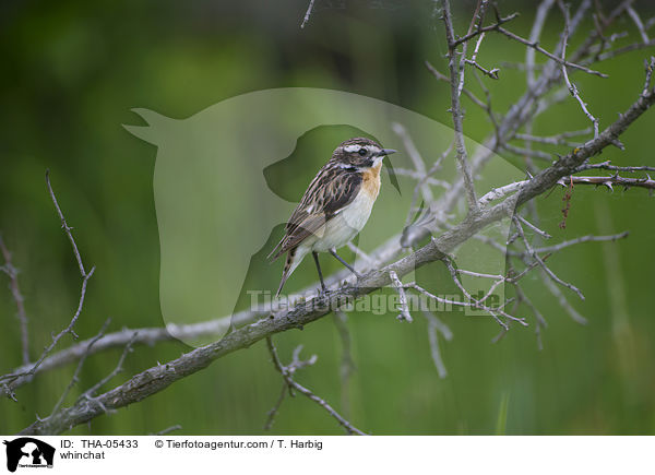 Braunkehlchen / whinchat / THA-05433