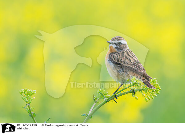 Braunkehlchen / whinchat / AT-02159