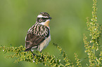 Whinchat