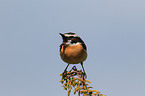 whinchat