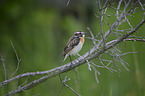 whinchat