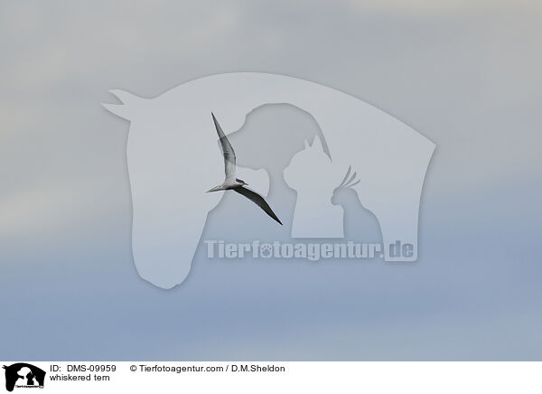 Weibart-Seeschwalbe / whiskered tern / DMS-09959