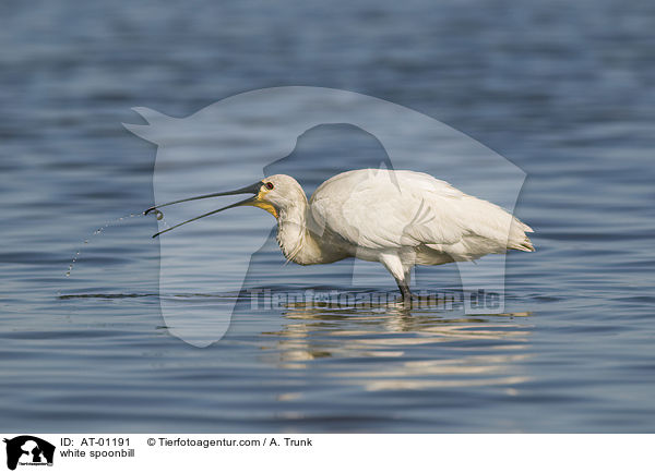 Lffler / white spoonbill / AT-01191