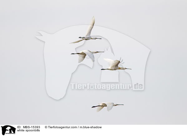 white spoonbills / MBS-15393