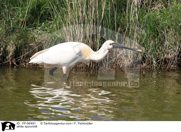 white spoonbill / FF-06481