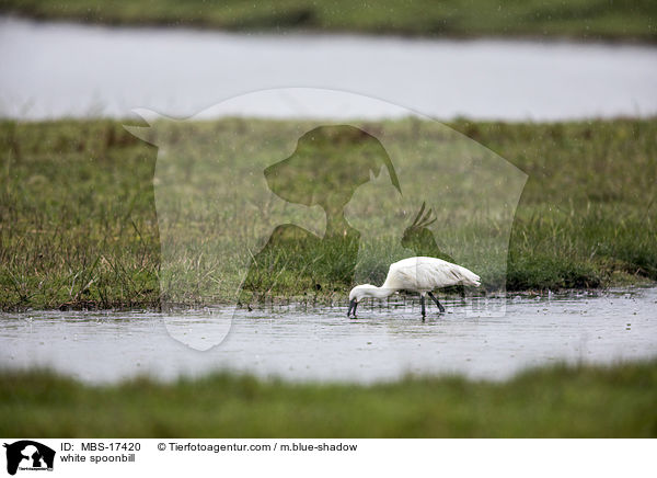 white spoonbill / MBS-17420