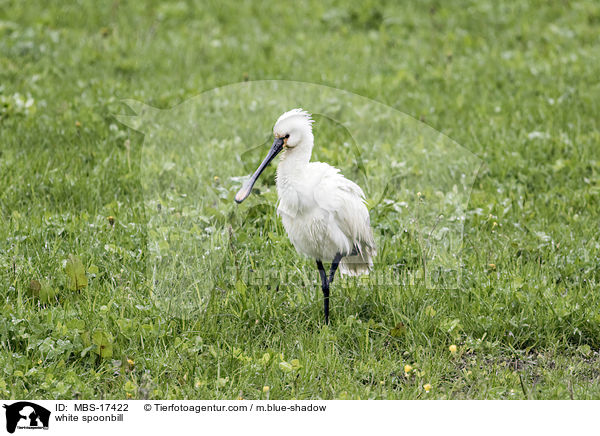 white spoonbill / MBS-17422