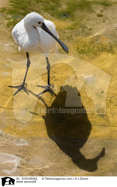 white spoonbill / AVD-06082