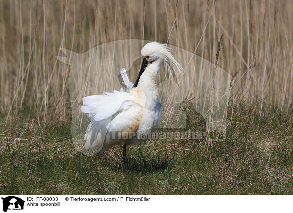 white spoonbill / FF-08033