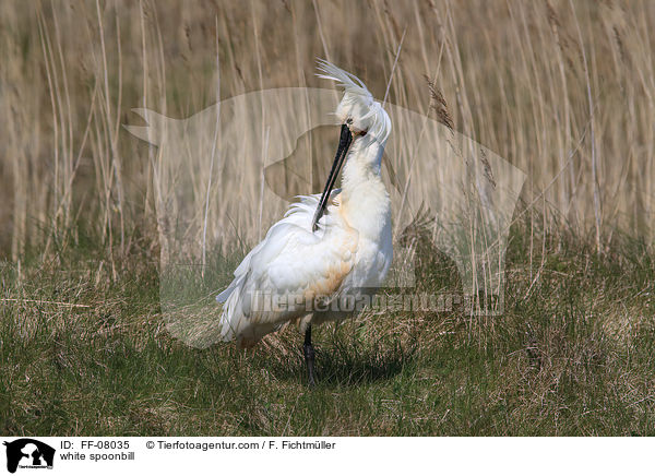 white spoonbill / FF-08035