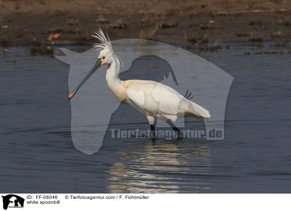 white spoonbill / FF-08046