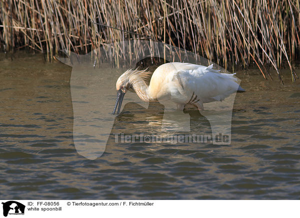 white spoonbill / FF-08056