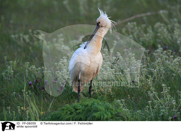 white spoonbill / FF-08059