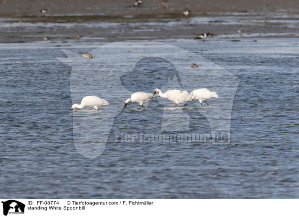 stehende  Lffler / standing White Spoonbill / FF-08774