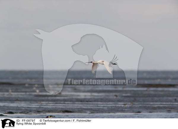 fliegender Lffler / flying White Spoonbill / FF-08797