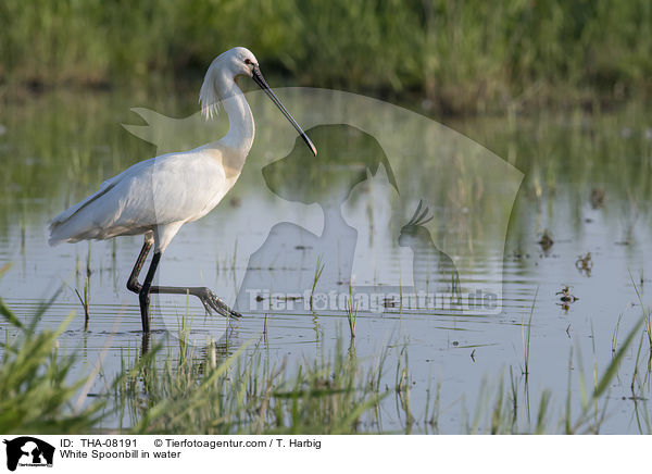 Lffler im Wasser / White Spoonbill in water / THA-08191