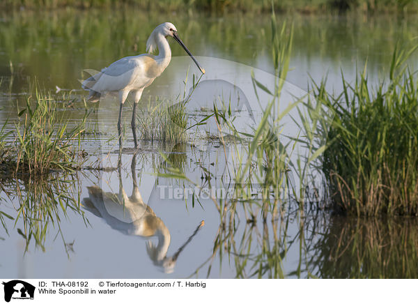 Lffler im Wasser / White Spoonbill in water / THA-08192