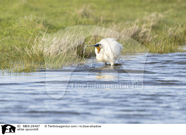 white spoonbill / MBS-28487