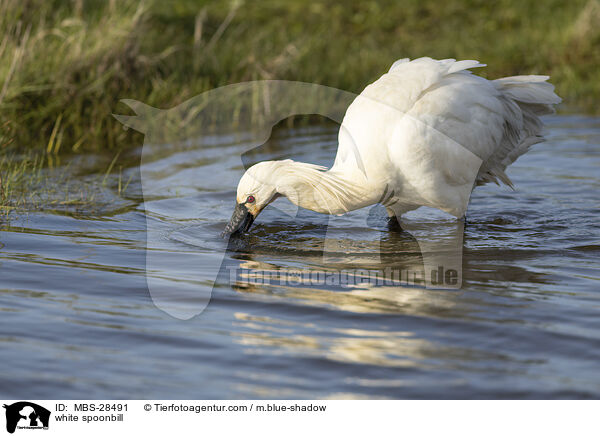 white spoonbill / MBS-28491